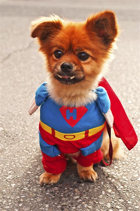 14 Pets Dressed Up As Superheroes