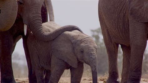 Sundance 2019: The Elephant Queen achieves gold standard in wildlife documentary genre – The ...