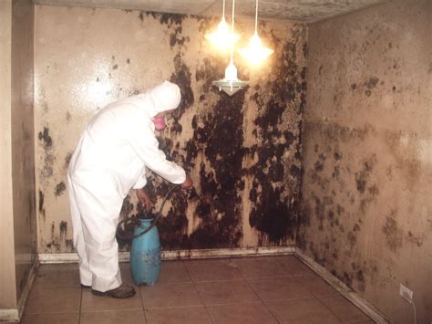 The Archive Place | Signs You Should Be Concerned About Mold In Your Home Marietta, GA