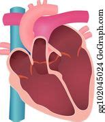 900+ Royalty Free Vector Illustration Of Human Heart Diagram Anatomy Clip Art - GoGraph