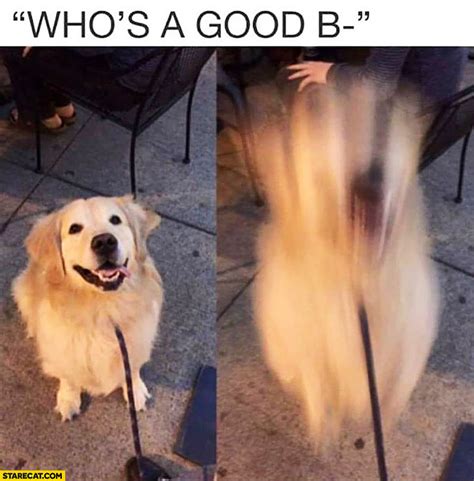 Good boy memes | StareCat.com