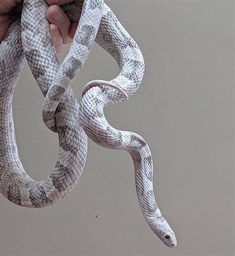 what morph should i get so my adult corn snake would look like this ...