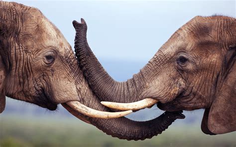 🔥 Download Elephant Desktop Wallpaper by @joshuah | Elephant Desktop Wallpapers, Elephant ...