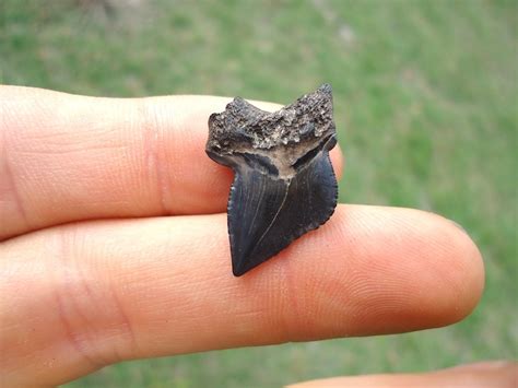 Nice Cretaceous Crow Shark Tooth | Shark | FOSSILS | Prehistoric Florida