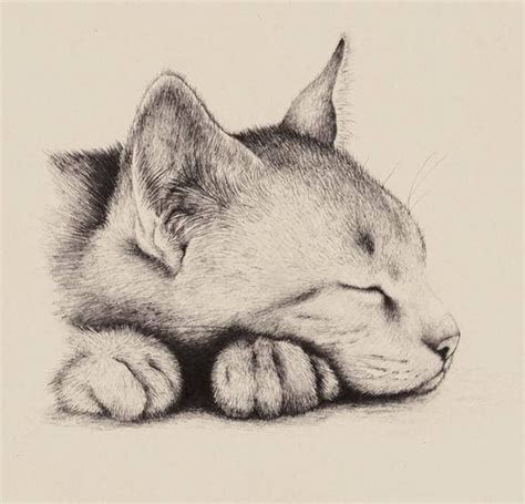 Pin by Nimlet Dragon on Cats | Sketches, Cat drawing, Animal drawings