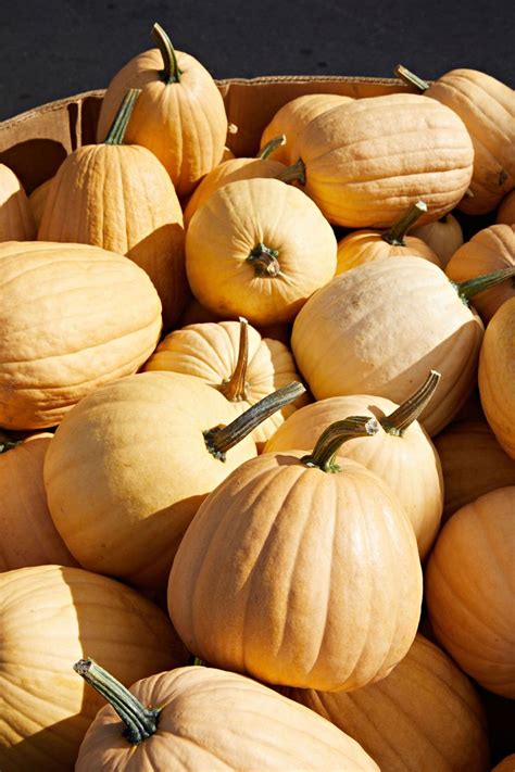 Explore Different Types of Pumpkin Varieties for Fall Decor