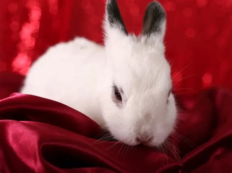 Californian Rabbit - Complete Guide 2024 - Rabbit Insider