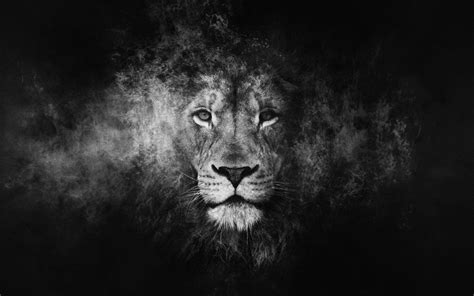 Black and White Lion Wallpapers - Top Free Black and White Lion Backgrounds - WallpaperAccess