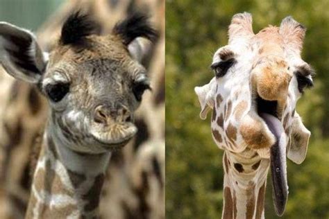 Giraffes can also suffer from Down syndrome. You can see the changes on their faces. Giraffe ...