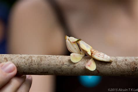 penang-orchid-mantis-ef-24-70mm-f28l-5d-cr-3234 | Orchid man… | Flickr