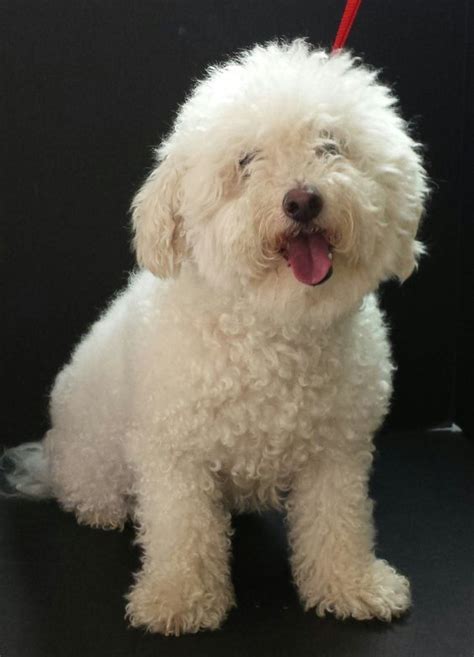 Poochon | Poodle puppy, Dog grooming styles, Dog grooming styles teddy ...