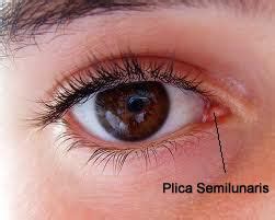 Plica semilunaris It is a remnant of the nictitating membrane (a semi-transparent or translucent ...