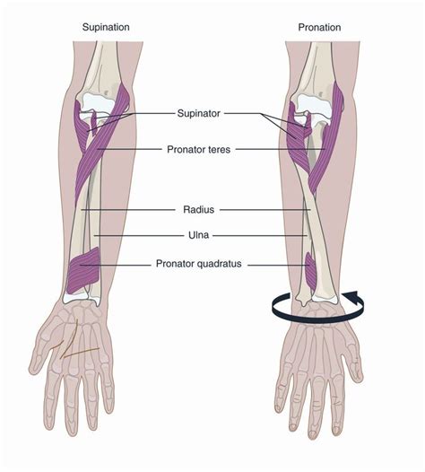 Pronation & Supination - Forearm anatomy