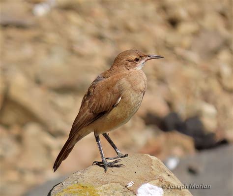 Rufous Hornero | BirdForum