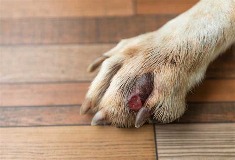 How Do I Treat My Dog's Infected Paw? - PatchPuppy.com