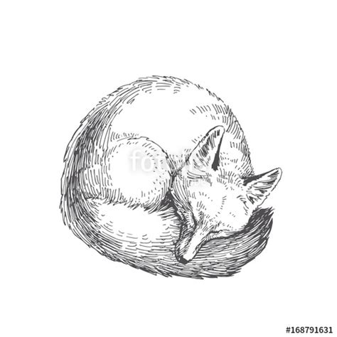 Sleeping Fox Sketch at PaintingValley.com | Explore collection of ...