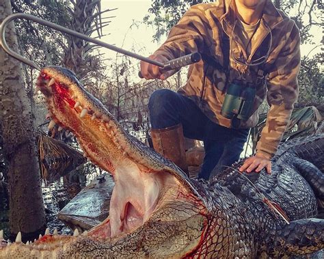 Trophy Gator hunting in Florida