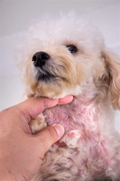 How To Treat Dog With Severe Skin Allergies