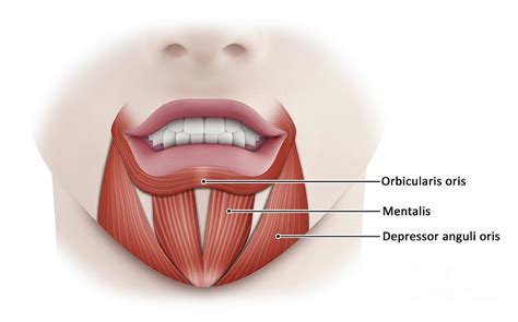 Mouth Muscles Photograph by Maurizio De Angelis/science Photo Library ...