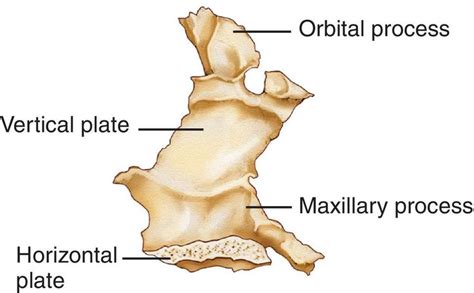 Palatine bone, Palatine, Osteology