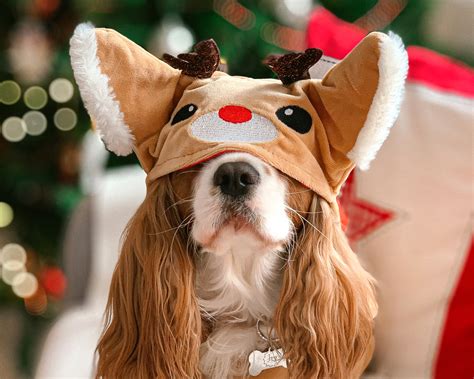 110+ Christmas-Themed Dog Names (+ Cute Festive Dog Toys!) - Hey, Djangles.