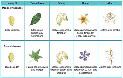 perbedaan-monokotil-dan-dikotil.jpg (619×394) | Bunga, Biologi, Daun