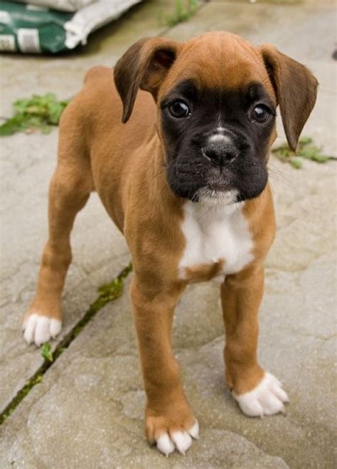 Baby Boxer | Boxer dogs, Boxer puppies, Boxer puppy