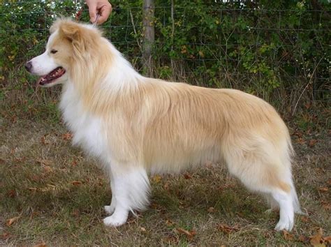 Blonde Border Collie - Dog Gallery Images | Collie puppies, Border ...