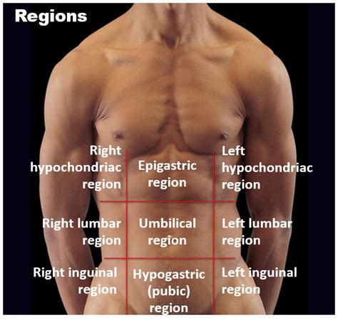 Body Cavities, Membranes, Abdominopelvic Quadrants and Regions Diagram | Quizlet