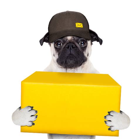 Mailman Funny Stock Photos, Pictures & Royalty-Free Images - iStock