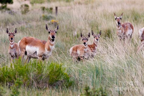 Mule Deer in Bryce Canyon Photograph by Robert Gaines | Fine Art America