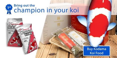 Kodama Koi Food - For Both Champions and Hobbyists!