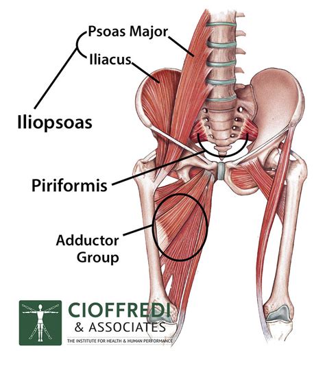 Iliopsoas Diagram WEB - Cioffredi & AssociatesCioffredi & Associates