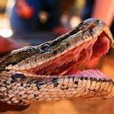 African Rock Python Facts and Pictures