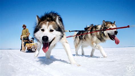 Sled Dogs - Image Abyss
