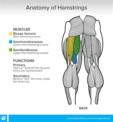 The Other Curl: Get The Most Out Of Your Hamstring Training | Bodybuilding.com