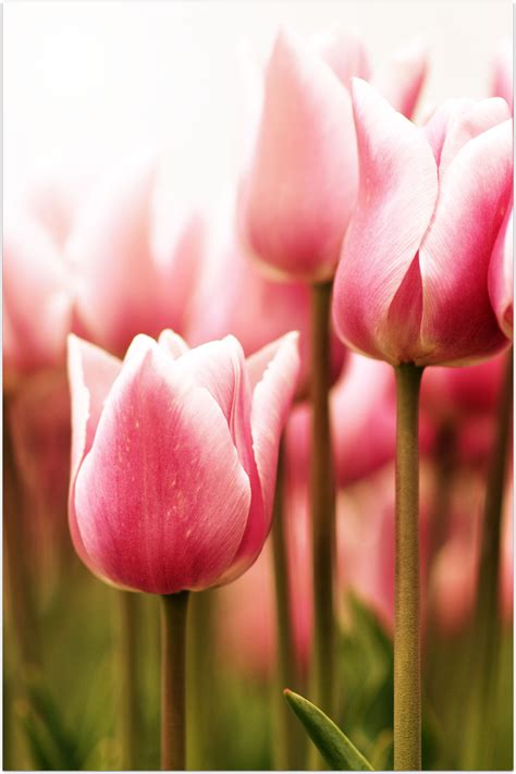 Tulips Tulips Garden, Single Flower, Cut Flowers, Spring Time, Picture Perfect, Pink Color ...