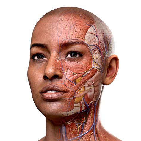 3d Models Human Anatomy Collection 5.0 Torrent | MANPOWER