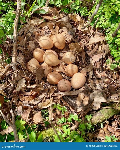 Wild Turkey Nest Full of Eggs Stock Image - Image of eggs, forest ...