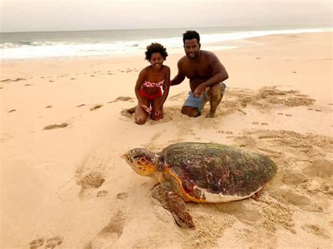 From Boa Vista: Turtle Watching and Nesting Evening Tour | GetYourGuide