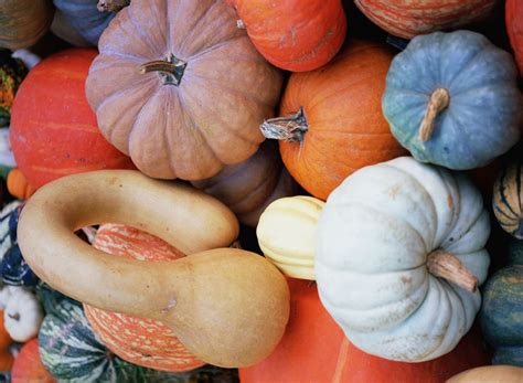 Is A Pumpkin A Squash Or A Gourd?