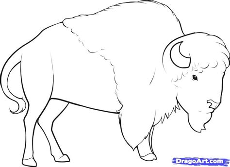 How To Draw An Easy Buffalo at How To Draw