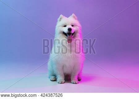 Portrait Cute White Image & Photo (Free Trial) | Bigstock