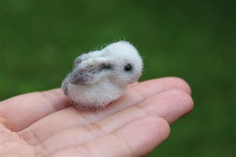 Cute Little Baby Animals - Animals World