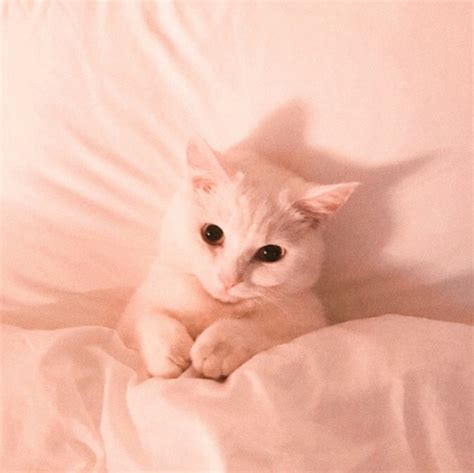 Aesthetic Cute Cat Tumblr Wallpaper - Cat's Blog