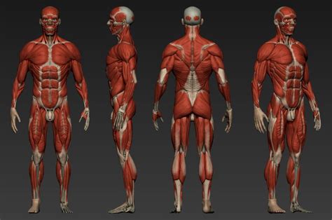 Anatomy reference, Body anatomy, Human muscle anatomy