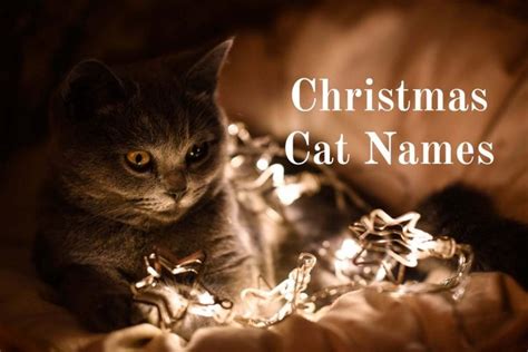 140+ Christmas Cat Names For Male and Female Cats - Cat-World