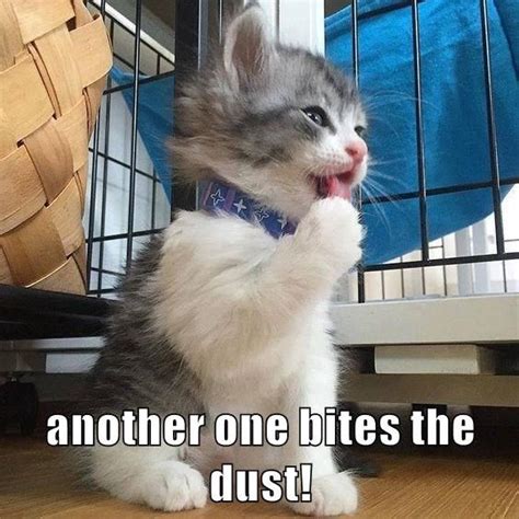 Another one bites the dust! | Funny animals with captions, Funny cat memes, Funny cats