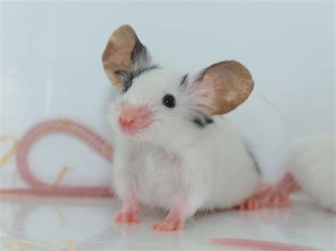 AHHHHHH | Pet mice, Cute rats, Pet rats