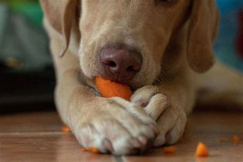 Create a healthy dog diet with vitamin-rich, anti-inflammatory foods